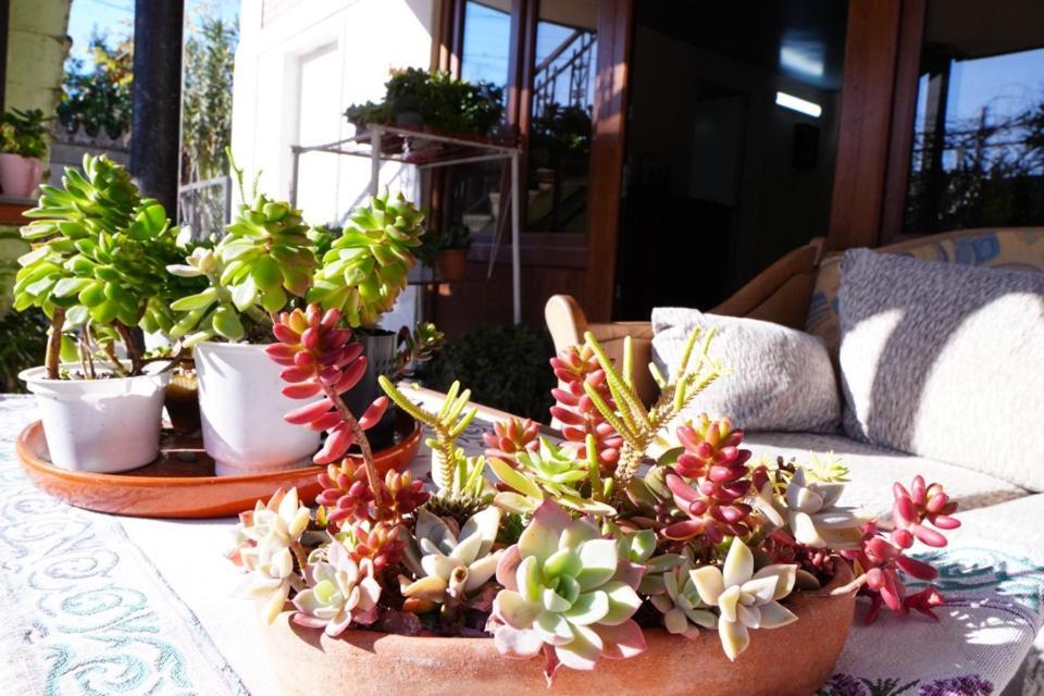 House Of Greenery クタイシ エクステリア 写真